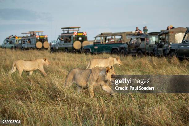 lion pride and safari trucks, masai mara game reserve, kenya - kenya safari stock pictures, royalty-free photos & images
