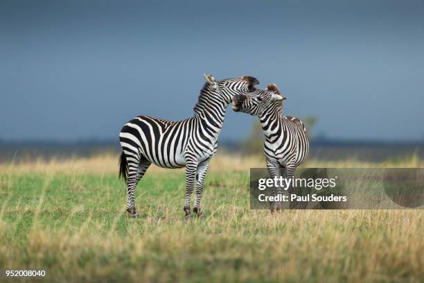 zebras sparring, masai mara game reserve, kenya - rainy season stock pictures, royalty-free photos & images