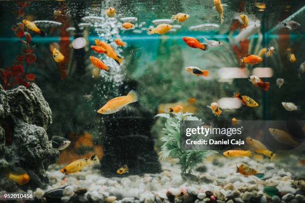 fischaquarium - vissenkom stockfoto's en -beelden