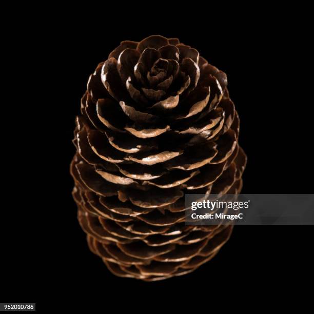 pine cone - radial symmetry ストックフォトと画像