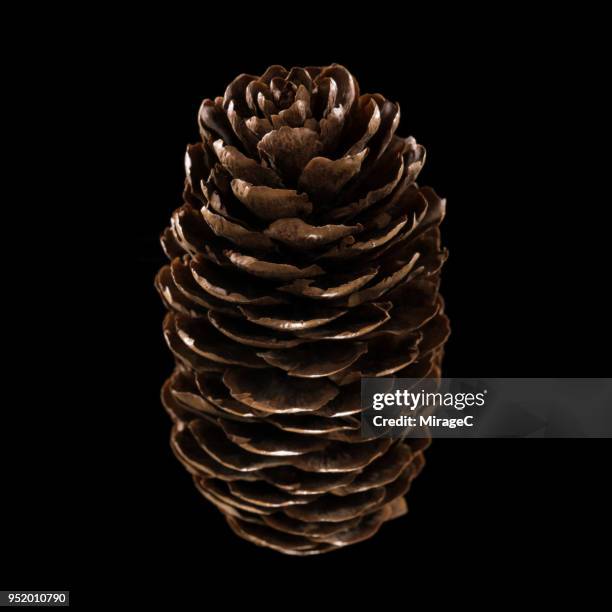 pine cone - radial symmetry stock pictures, royalty-free photos & images