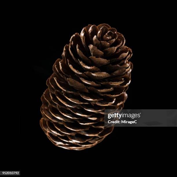 pine cone - radial symmetry stock pictures, royalty-free photos & images