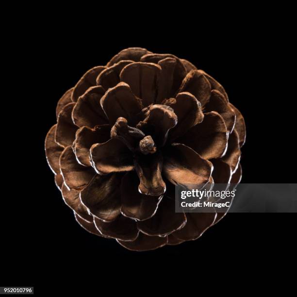 pine cone - pinecone stock pictures, royalty-free photos & images