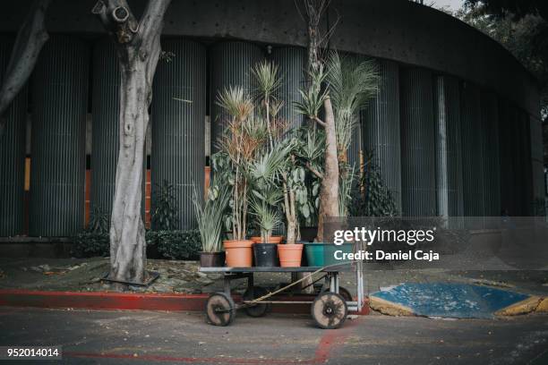 plants in la condesa, mexico city - mexico city street vendors stock pictures, royalty-free photos & images