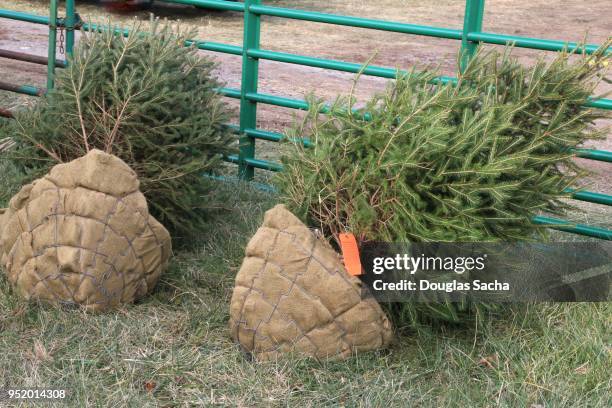 transplanted pine trees for landscaping - douglas fir stock-fotos und bilder