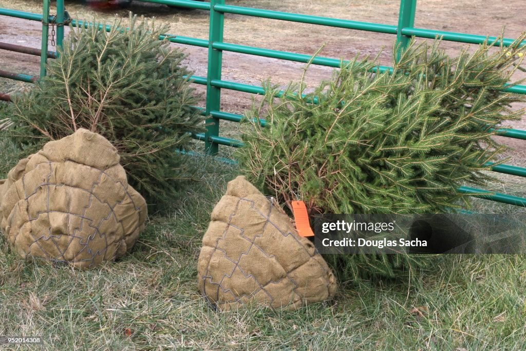 Transplanted pine trees for landscaping
