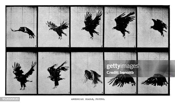 american eagle flying - eagle illustration stock illustrations
