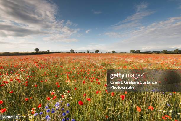 poppy field - hertfordshire stock pictures, royalty-free photos & images