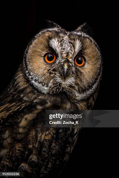 owl portrait - strix stock pictures, royalty-free photos & images