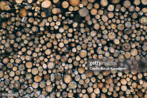 logs of woods depicting deforestation - wood section fotografías e imágenes de stock