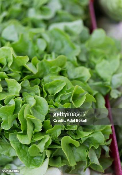 organic butter lettuce at the market - butterhead lettuce stock pictures, royalty-free photos & images