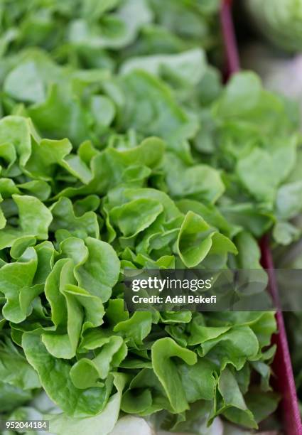 organic butter lettuce at the market - huvudsallat bildbanksfoton och bilder