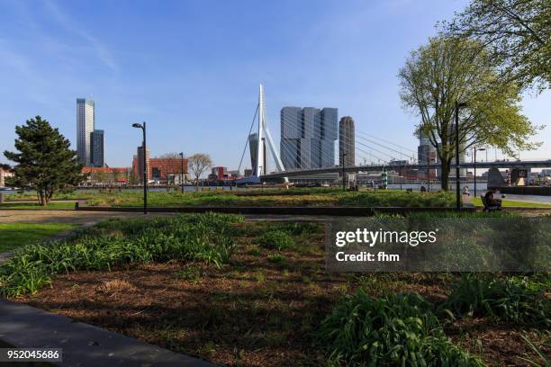 rotterdam skyline with erasmusbridge (southholland, netherlands) - rotterdam skyline stock pictures, royalty-free photos & images