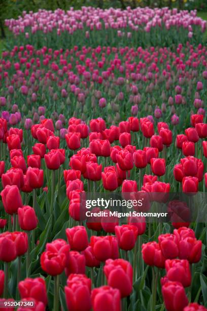 colorful tulips from holland - lisse stock pictures, royalty-free photos & images