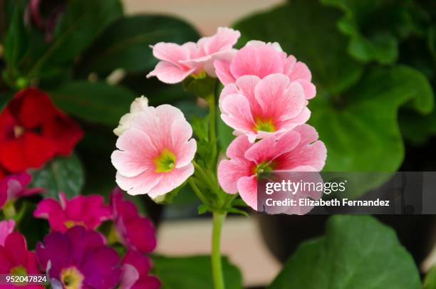 pink primula - primavera prímula - fotografias e filmes do acervo