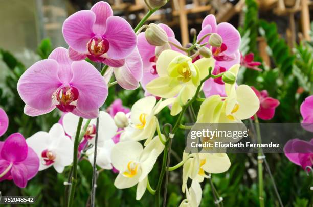 orchids for sale in garden center - moth orchid imagens e fotografias de stock