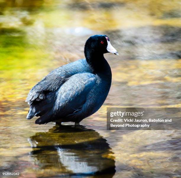 beautiful portrait of american coot in water - amerikanisches blässhuhn stock-fotos und bilder