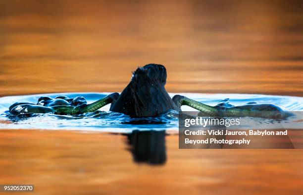 american coot diving and showing off his webbed feet - amerikanisches blässhuhn stock-fotos und bilder