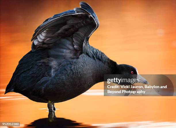 american coot lifting wings at massapequa preserve - american coot stock pictures, royalty-free photos & images