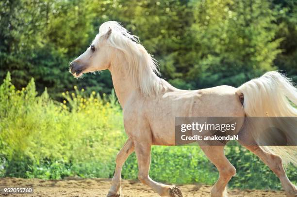 running cute palomino welsh cob pony at freedom - welsh pony stock pictures, royalty-free photos & images