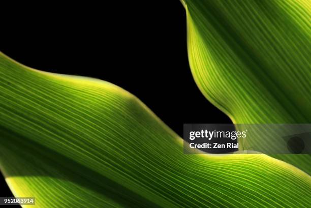 close-up of tropical leaves on black background - leaf vein stock pictures, royalty-free photos & images