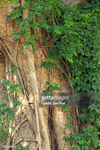 a large tree trunk partly covered with virginia creeper (parthenocissus quinquefolia)  and strangler fig - choking food stock-fotos und bilder