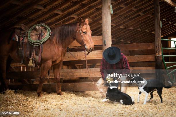 cow-boy affectueux avec son chien border collie - ranch dog photos et images de collection