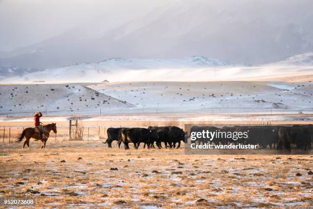 cowgirl riding a horse herds beef cattle in absaroka mountains - montana ranch stock pictures, royalty-free photos & images