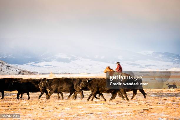 cowboy riding a horse herds beef cattle in absaroka mountains - cow winter imagens e fotografias de stock