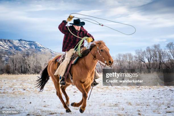 cowboy lassoeing cattle in montana - lusso stock pictures, royalty-free photos & images