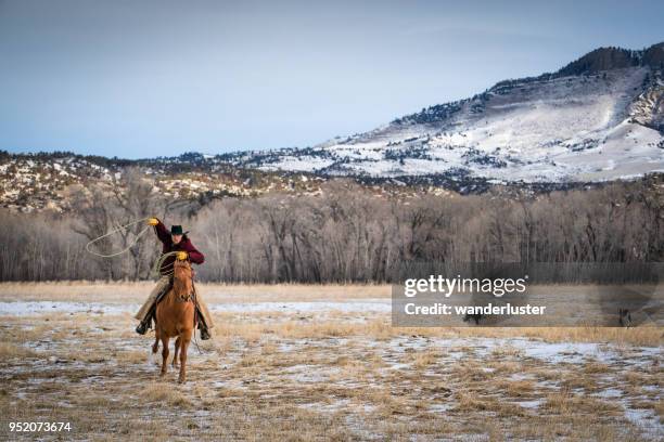 cowboy lassoeing cattle in montana - livingston montana stock pictures, royalty-free photos & images