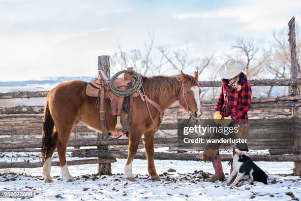 weibliche rancher haustiere liebevoll ihre viertelpferd auf einer ranch in montana - cattle in frost stock-fotos und bilder