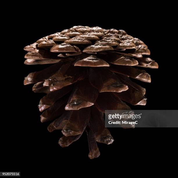 pine cone - radial symmetry ストックフォトと画像