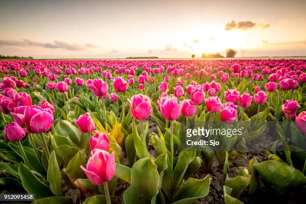 velden van bloeiende rode tulpen tijdens zonsondergang in holland - tulp stockfoto's en -beelden