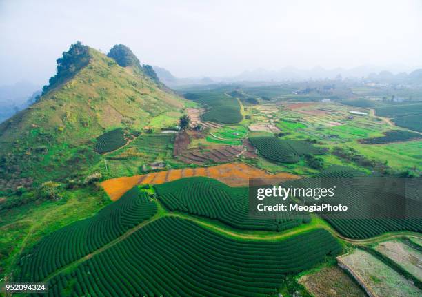 tea hill from above - son la province stock pictures, royalty-free photos & images