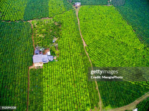 tea hill from above - son la province stock pictures, royalty-free photos & images