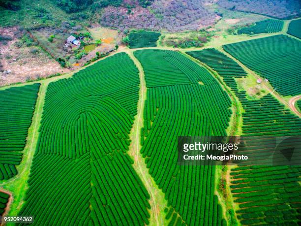 tea hill from above - son la province stock pictures, royalty-free photos & images