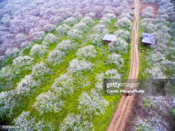 plum flower forest from above - son la province stock pictures, royalty-free photos & images