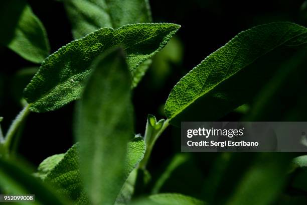 mint leaves - látex flora - fotografias e filmes do acervo