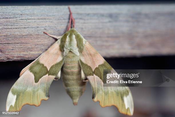 lime hawk moth resting on wood in a back yard - lime hawk moth stock pictures, royalty-free photos & images
