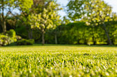 Interesting, ground level view of a shallow focus image of recently cut grass seen in a large, well-kept garden in summer.