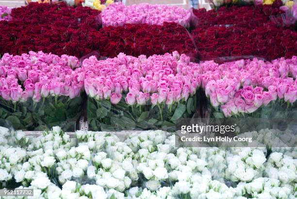 rows of pink, red and white roses for sale in marketplace - lyn holly coorg stock-fotos und bilder