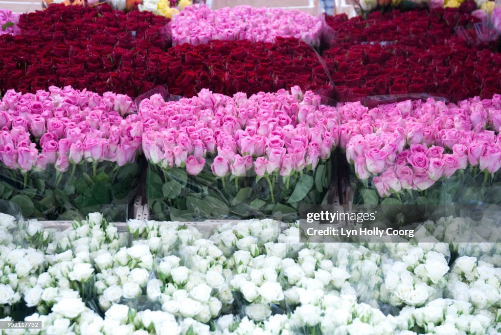 Rows of Pink, Red and White roses for sale in marketplace