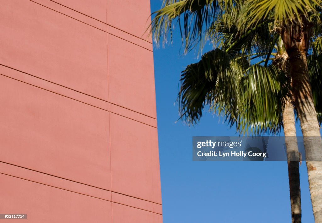 Palm tree and pink wall