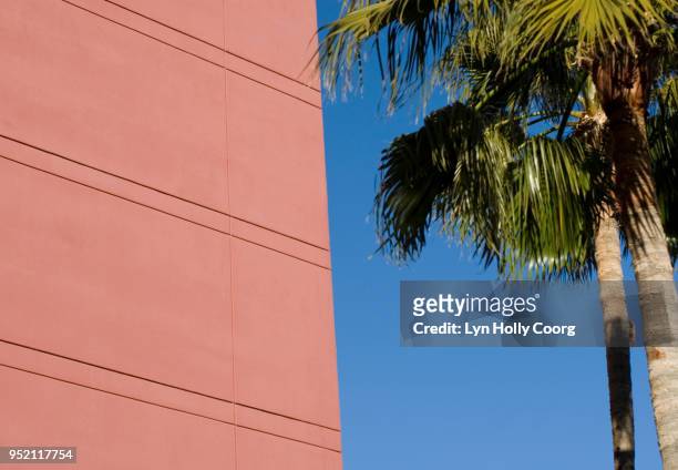 palm tree and pink wall - lyn holly coorg stock-fotos und bilder