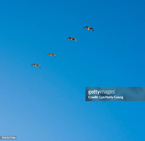 four seagulls flying in blue sky - lyn holly coorg stock pictures, royalty-free photos & images