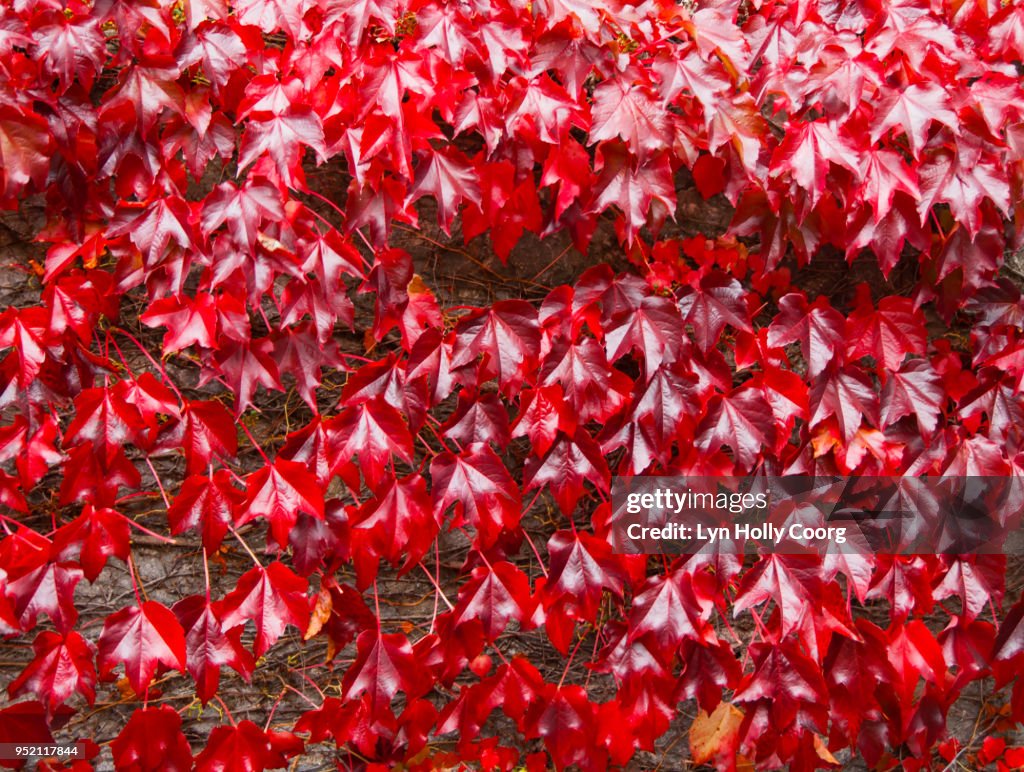 Red Ivy ( Virginia creeper ) leaves on brick wall in the Fall