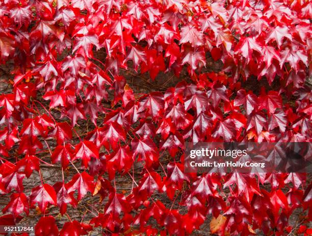 red ivy ( virginia creeper ) leaves on brick wall in the fall - lyn holly coorg imagens e fotografias de stock