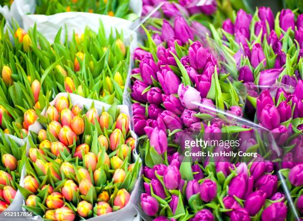 bunches of pink and yellow tulips for sale - lyn holly coorg stock-fotos und bilder