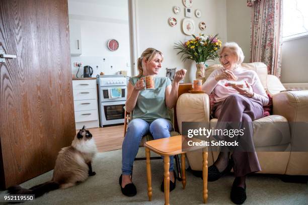 chat über mittagsimbiss - old woman cat stock-fotos und bilder